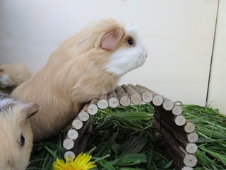 Meerschwein auf dem Holztunnel