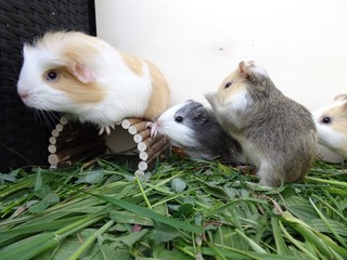 Lustige Meerschweinchenbande