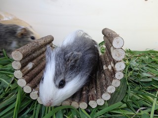 Meerschwein schnuppert am Tunnel