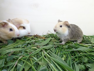 Meerschweinchen im Gr&uuml;nfutter