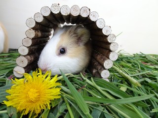 Meerschwein im Holztunnel