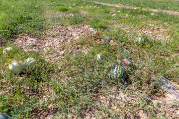 A field of watermelons (melon plantation) near Almaty city. Kapchagai, Almaty region, Kazakhstan Republic.