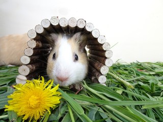 Meerschwein im Holztunnel