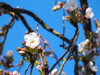 Blüten eines Kirschbaums im Frühling