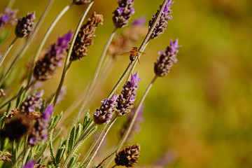 Bella primavera de lavandas y abejas