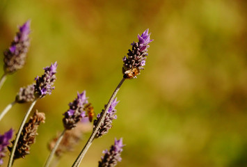 Abejas y lavandas: naturaleza hermosa