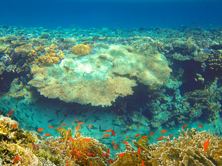 Underwater world. Coral fishes of Red sea.