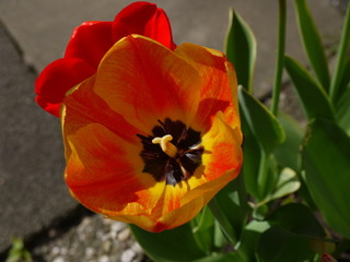 Obraz premium Tulpen