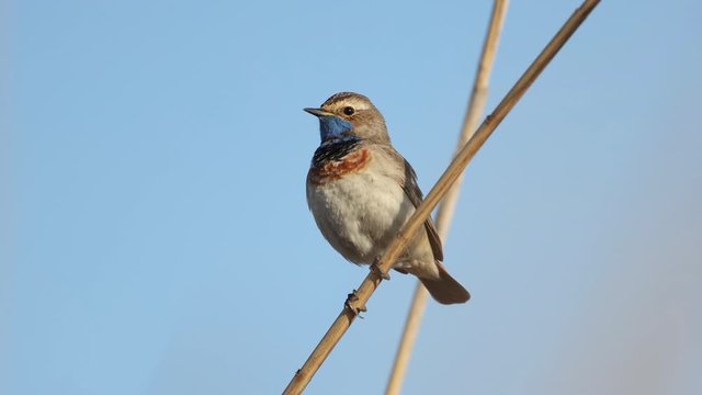 Bluethroat sings in the spring sitting on a reed