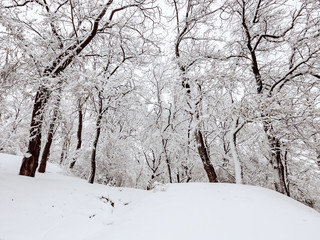 Winter trees with snow