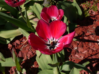 Tulpen