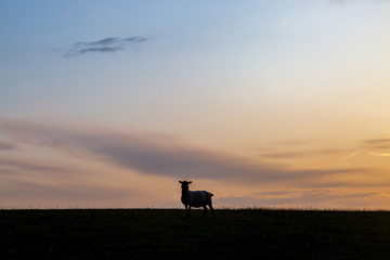 Obraz na płótnie Canvas A lone sheep on a South Downs hillside at sunset