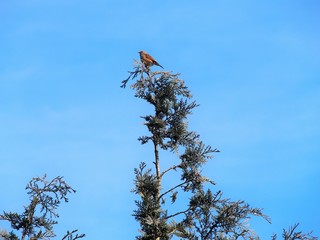 Singender Vogel auf einer Baumspitze
