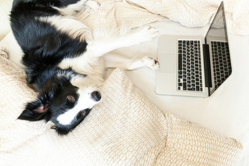 Mobile Office at home. Funny portrait cute puppy dog border collie on bed working surfing browsing internet using laptop pc computer at home indoor. Pet life freelance business quarantine concept.