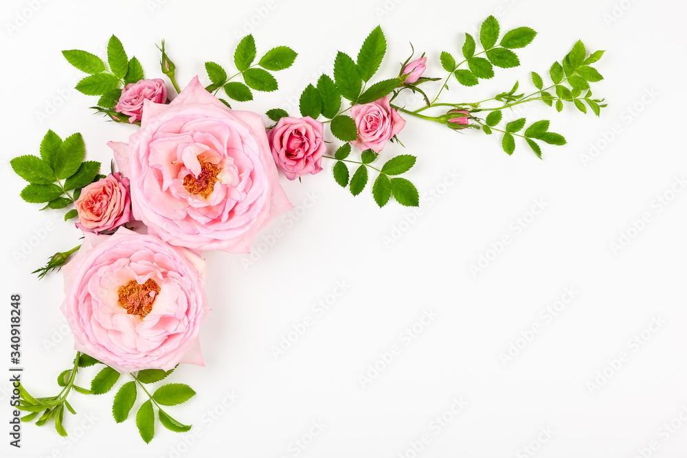 Poster beautiful pink roses flowers with green leaves on white background