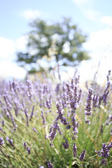 brin de lavande avec arbre en fond provence