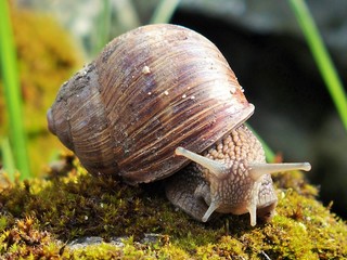 Schnecke kriecht auf bemoostem Stein