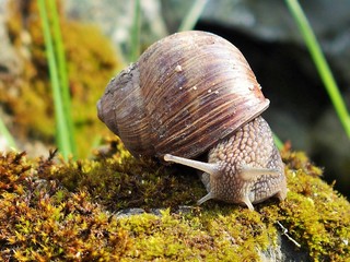 Schnecke kriecht auf bemoostem Stein