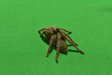spider green screen