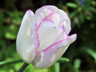 Farbenfrohe blühende Tulpen im Frühling