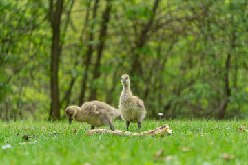 2 Wildgans Küken spazieren im Park Schwanenteich in Gießen