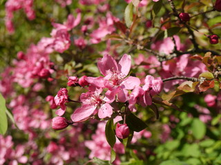 Blüten