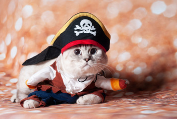 a carribean cat pirate