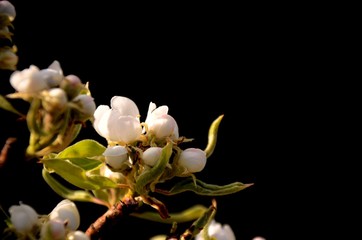 close up of white pear blossom and young green leaves on dark blurred background. background for...