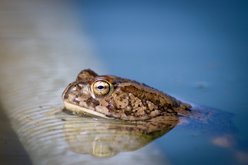 frog in water