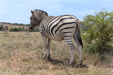 Zebras in Addo Elephant Park
