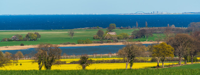 Schleswig-Holstein, Rapsblüte an der Ostseeküste im April