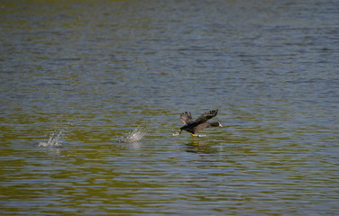 Foulque macroule en plein décollage sur l'eau