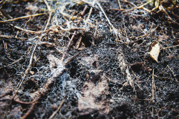 spider web