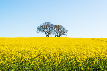 Schleswig-Holstein, Rapsblüte an der Ostseeküste im April