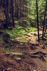 Obraz premium North scandinavian forest