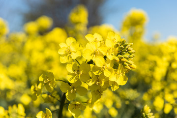 Schleswig-Holstein, Rapsblüte an der Ostseeküste im April