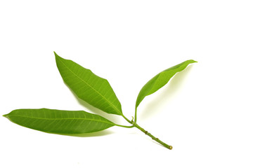 Mango Leaves
