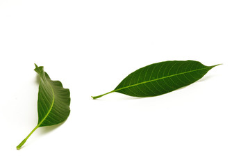 Obraz premium Mango Leaves