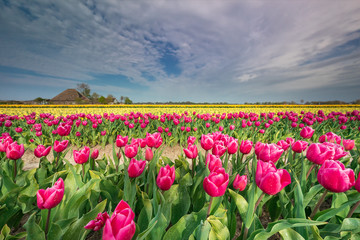 beautiful colorful tulip field in spring farmland