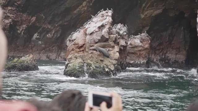 Beautiful view of animals in Paracas National Park Peru