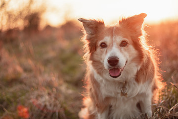 brown border collie at sunset light