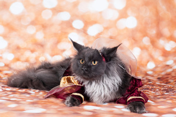 a princess cat in the gold bacground