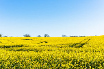 Schleswig-Holstein, Rapsbl&uuml;te an der Ostseek&uuml;ste im April