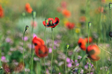 Wild red poppies in a spring green field