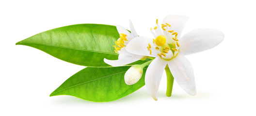Isolated orange blossoms. Small branchlet of orange tree with leaves and flowers isolated on white background with clipping path