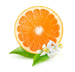 Cross section of orange fruit, orange tree leaves and blossoms isolated on white background