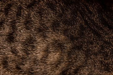 brown fur texture