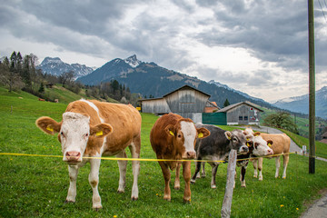 Obraz premium Beautiful swiss cows. Alpine meadows. Mountains.