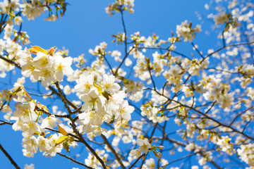 奥多摩の桜