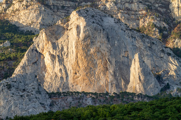 Pine forest on the background of the Crimean mountains